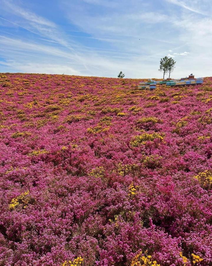 O Refugio Do Mineiro Daire Arouca Dış mekan fotoğraf